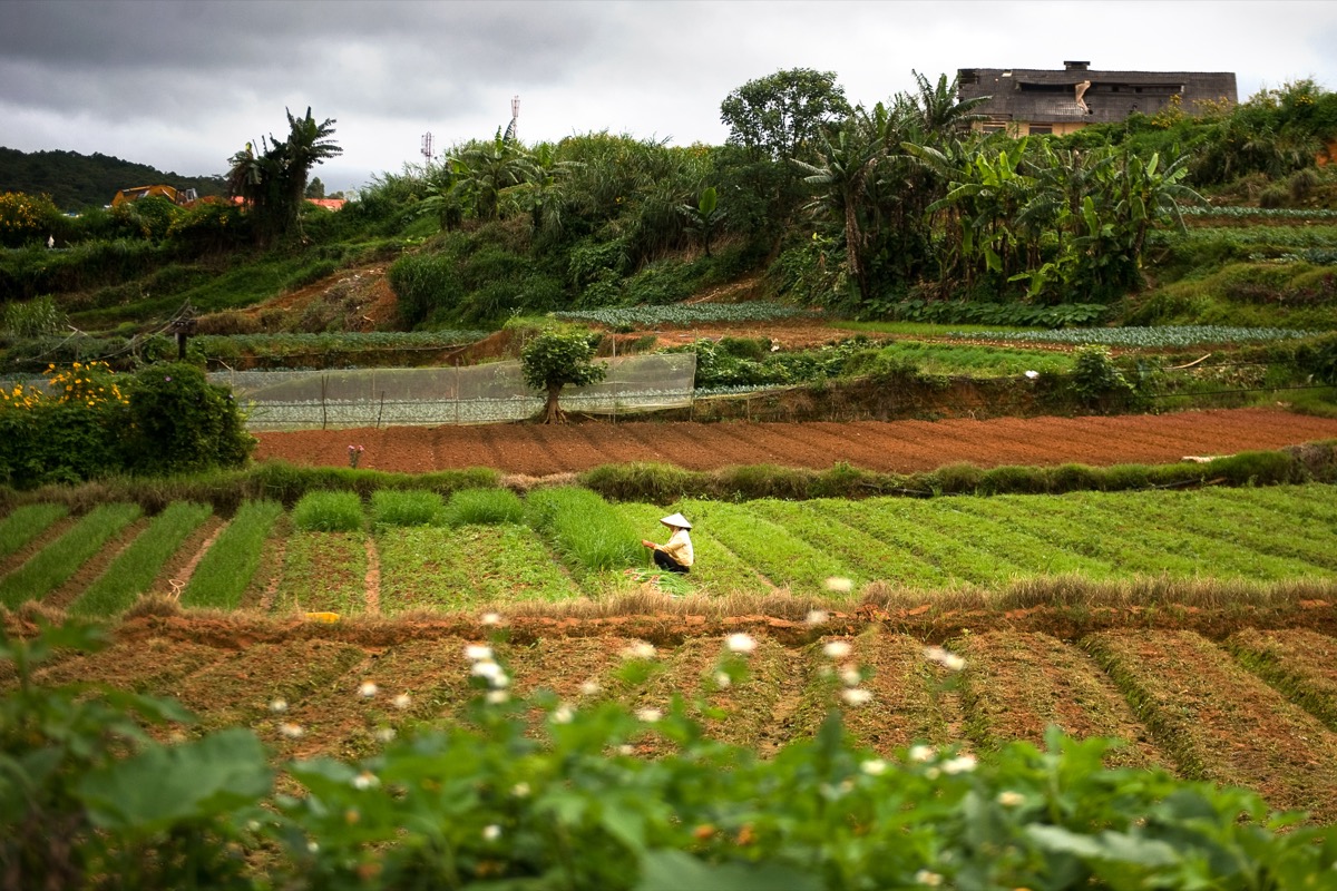 Ruộng bậc và họa tiết đất cao nguyên Đà Lạt, 2010
